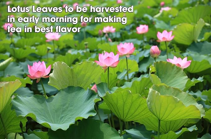 Fermented Lotus Leaf Tea Bags – Lower Blood Pressure, Reduce Cholesterol, Detox Cleanse – Flavor Balance of Nectar & Meatiness - Herbal Loose Leaf Tea