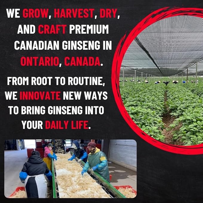 Ginseng Supplement 500mg - 60 Capsules - Pure Canadian Ginseng Root Powder - Energy | Focus | Immune Support - Authentic Ontario Farm Ginseng
