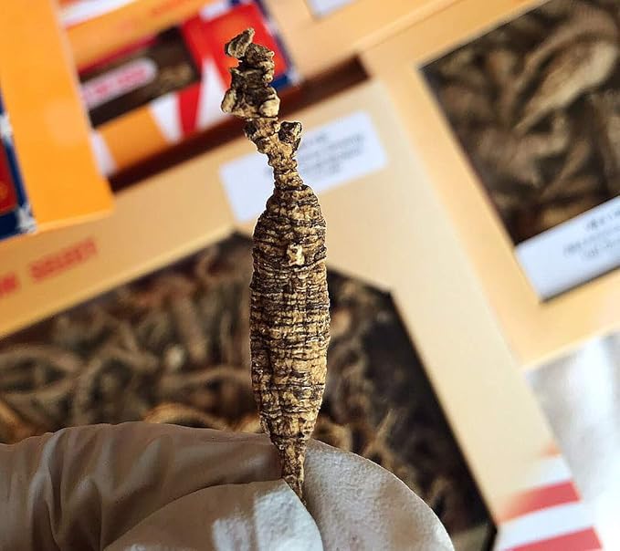 8OZ=227g/Box American Wild Ginseng 15~20 Years, American Wisconsin Whole Ginseng Root Hand-Selected | 美国威斯康辛州野生西洋参 花旗参 野泡参 整枝小号 |Cultivated American Ginseng WI 131# 8OZ/Box