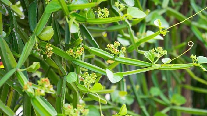Cissus Quadrangularis Powder | 200 GMS / 0.44 Lbs | for Bone Wellness | Hadjod | Pirandai | Veldt Grape | Adamant Creeper