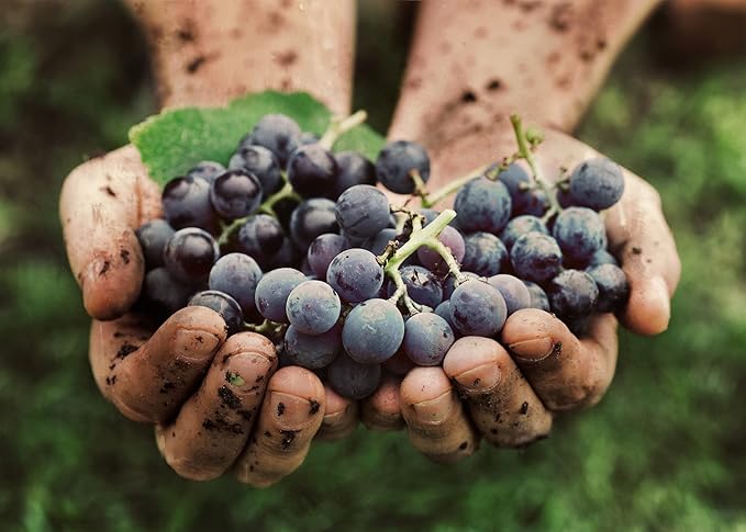 PURE ORIGINAL INGREDIENTS Resveratrol, (100 Capsules) Always Pure, No Additives Or Fillers, Lab Verified