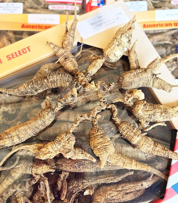 8OZ=227g/Box American Wild Ginseng 15~20 Years, Wisconsin Whole Ginseng Root Hand-Selected | 美国威斯康辛州野生西洋参 花旗参 野泡参 短圆中号 |Cultivated American Wisconsin Ginseng WI 127# 8OZ/Box