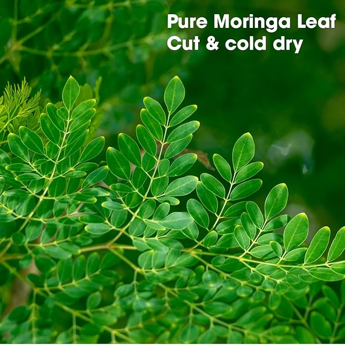 Moringa Loose leaf Tea Bags Pyramid with String - Resistance & Immune Support, Lower Blood Pressure & Sugar, Reduce Cholesterol, Cool Liver - Delicate of Green Tea - Pure Natural Moringa Leaves