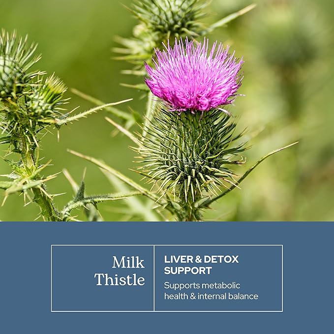 Eclectic Herb - Premium Freeze Dried Milk Thistle Capsules | Dietary Supplement | Liver Support, Detox, Cleanse + Maintain | Natural, Non-GMO, Vegan (240 CT | 600 mg)